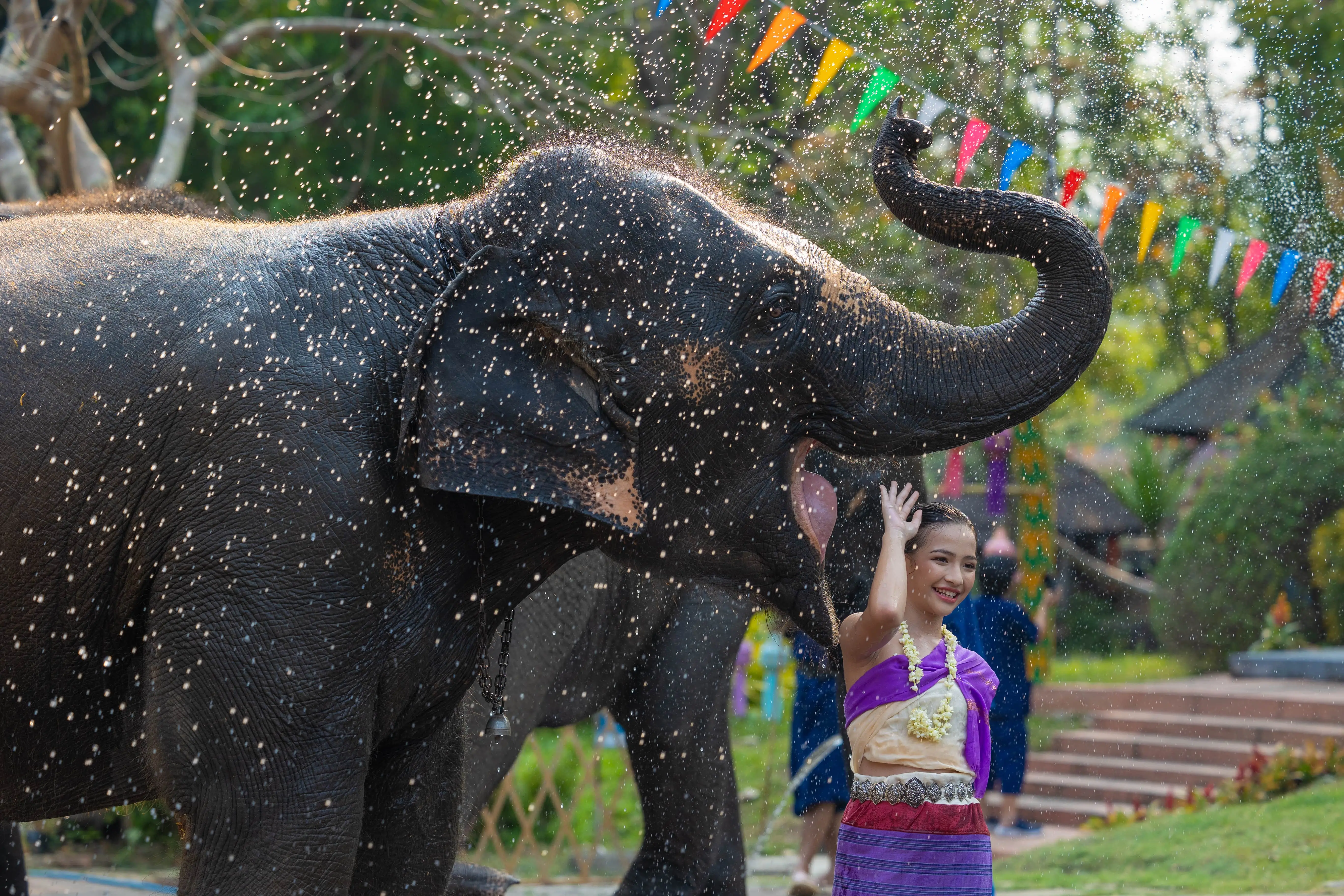 Elephant Experience